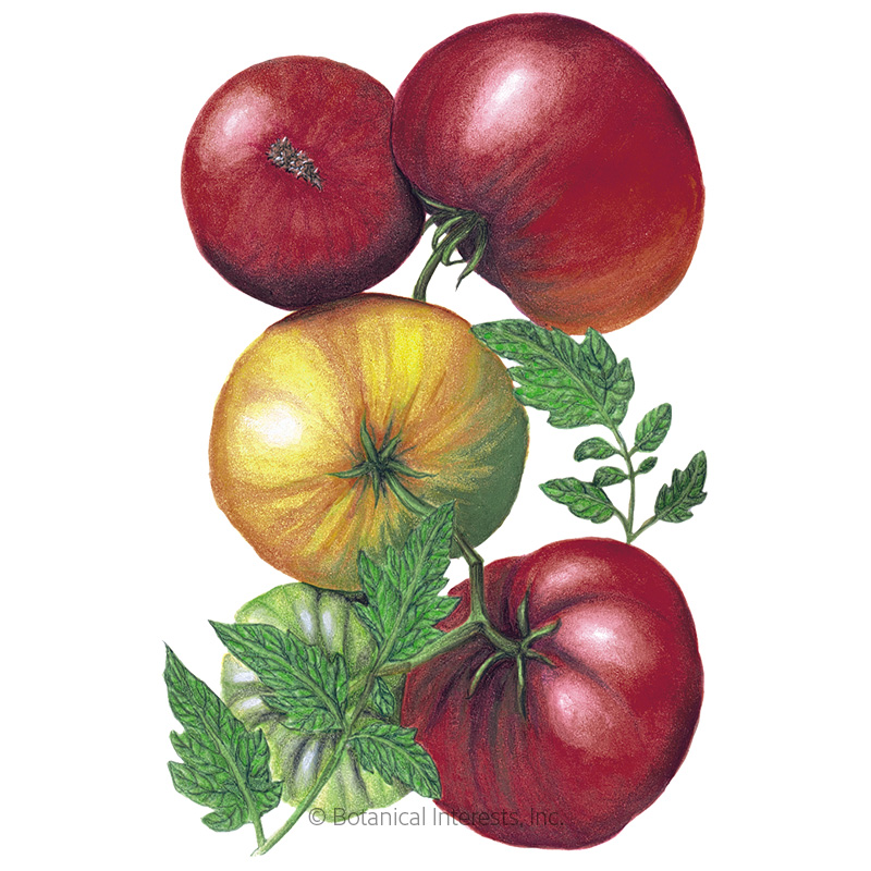 Cherokee Purple Pole Tomato Seeds    