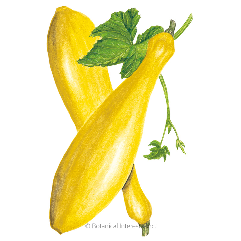 Early Prolific Straightneck Summer Squash Seeds    view 1