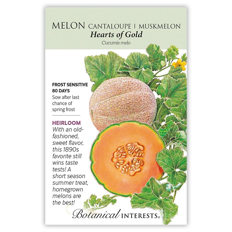 Hearts of Gold Cantaloupe/Muskmelon Melon Seeds    view 3