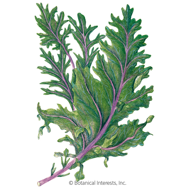 Red Russian Kale Seeds     