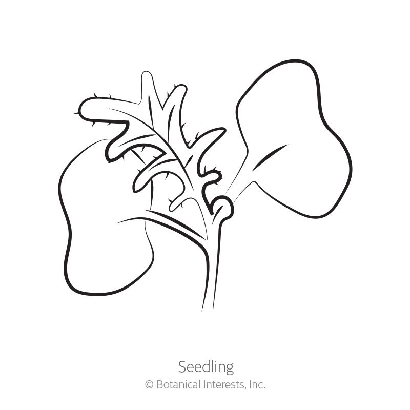 Red Russian Kale Seeds      view 2