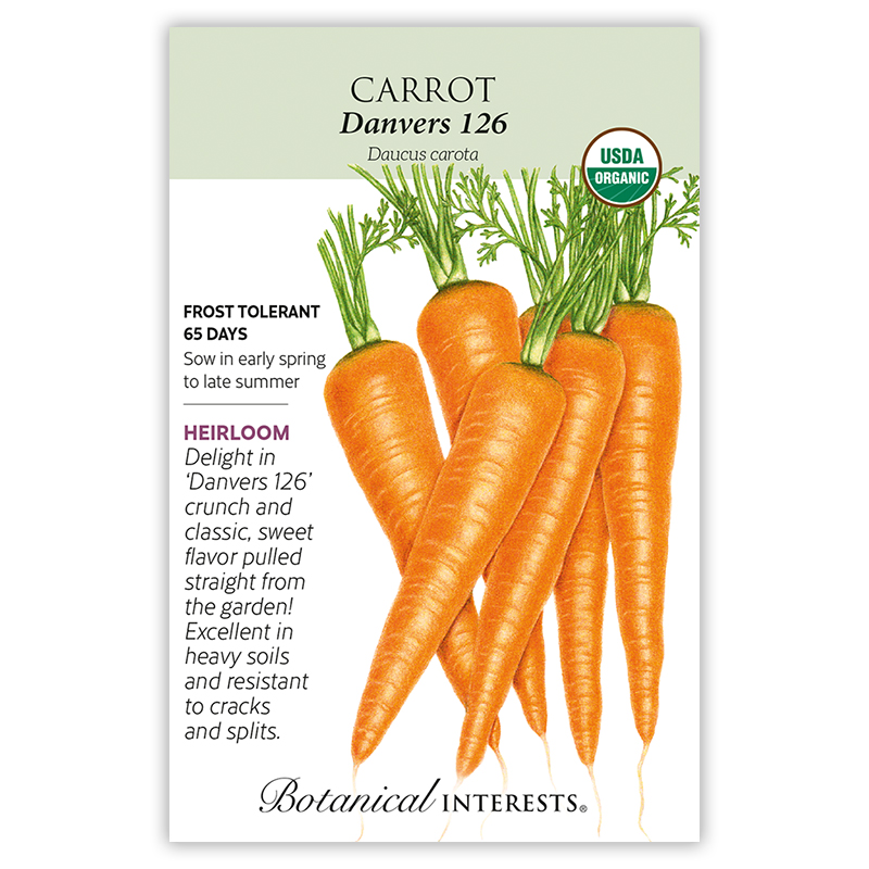 Danvers 126 Carrot Seeds      view 3