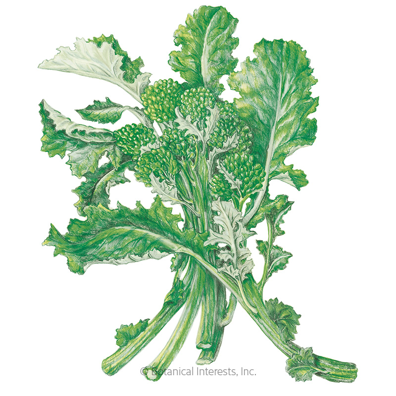 Rapini Broccoli Raab Seeds     