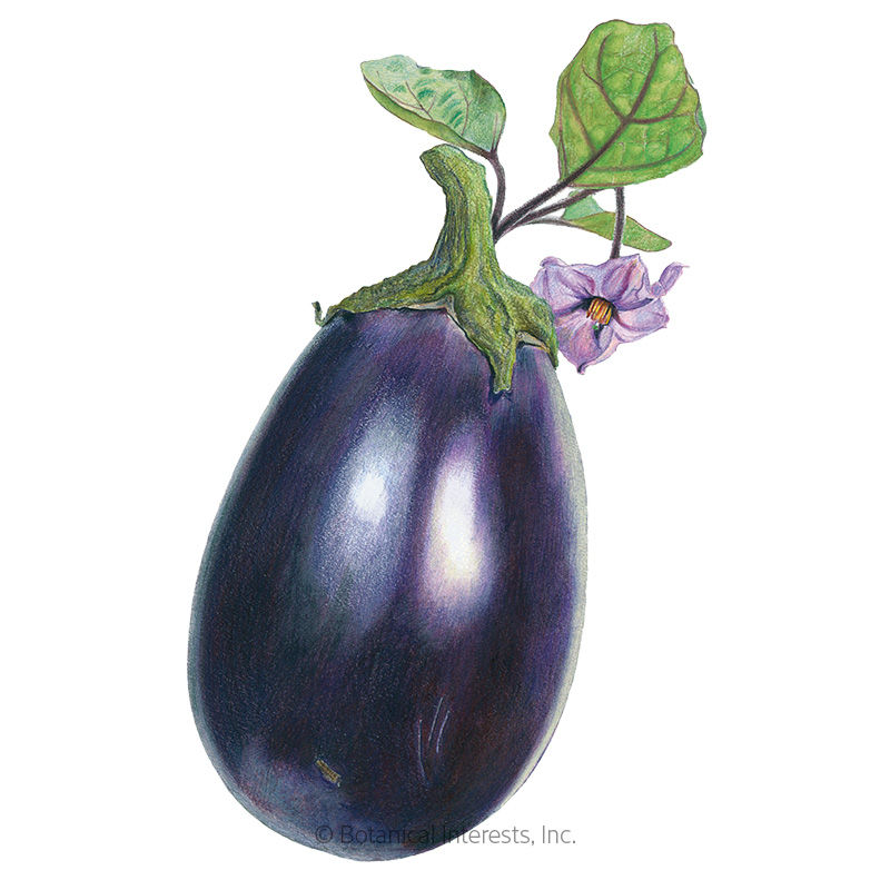 Black Beauty Eggplant Seeds      view 1