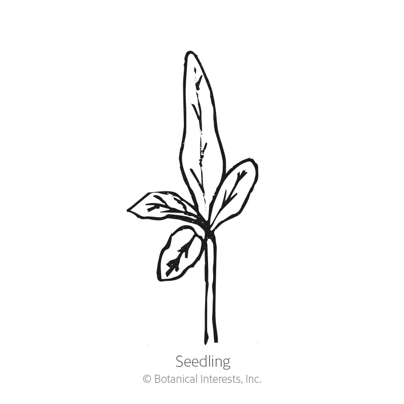 Black Beauty Eggplant Seeds      view 2
