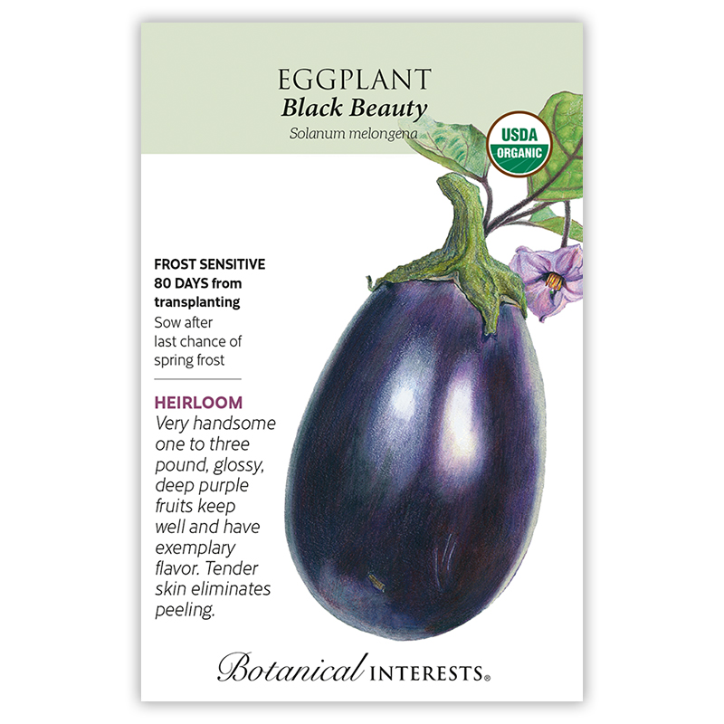 Black Beauty Eggplant Seeds      view 3