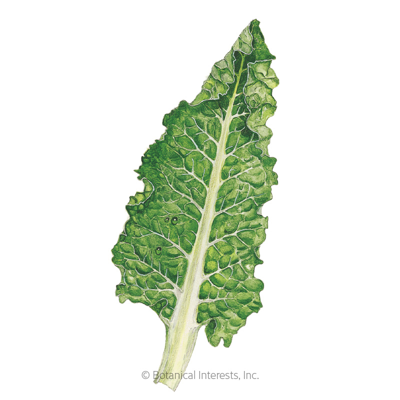 Fordhook Giant Swiss Chard Seeds    