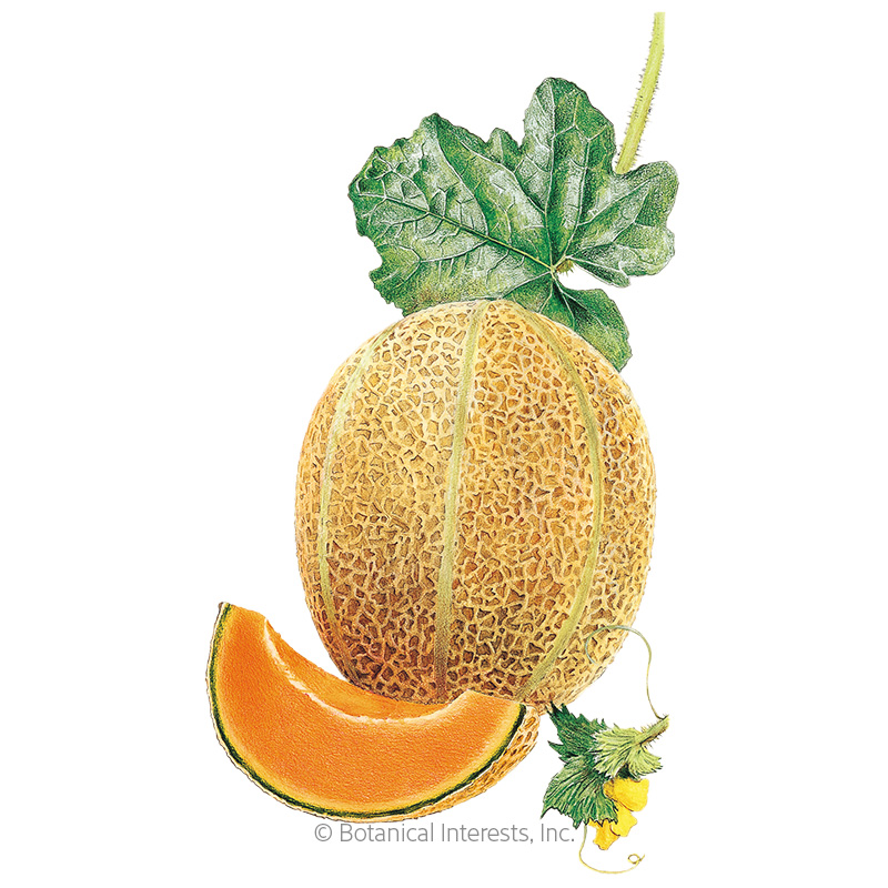 Hale's Best Jumbo Cantaloupe/Muskmelon Melon Seeds   view 1