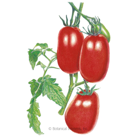 Italian Roma Bush Tomato Seeds    