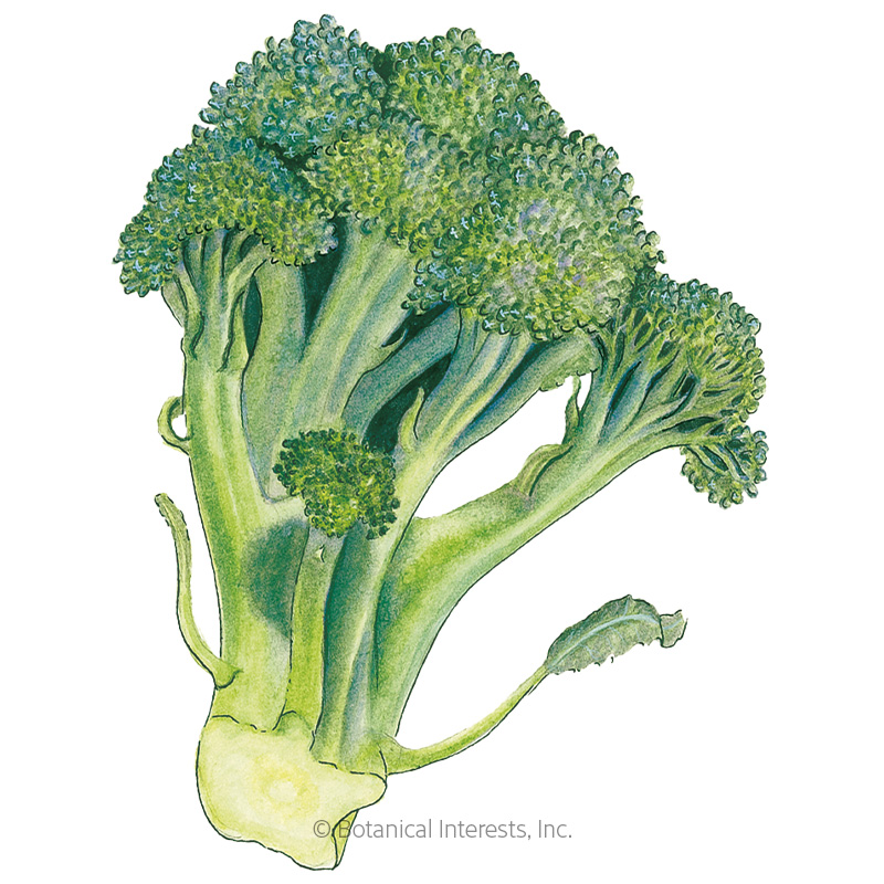 Di Cicco Broccoli Seeds      view 1