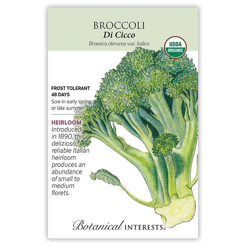 Di Cicco Broccoli Seeds      view 3