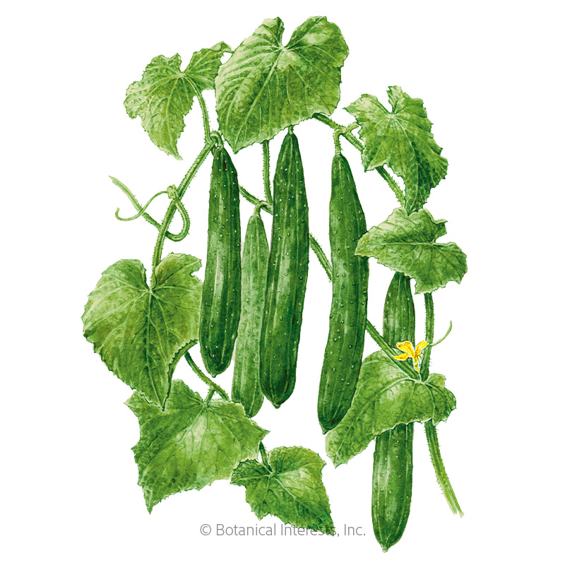 Tasty Green Cucumber Seeds    
