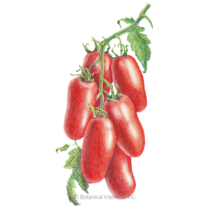 San Marzano Roma Pole Tomato Seeds    