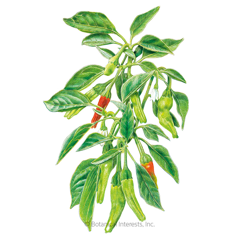 Shishito Chile Pepper Seeds     view 1