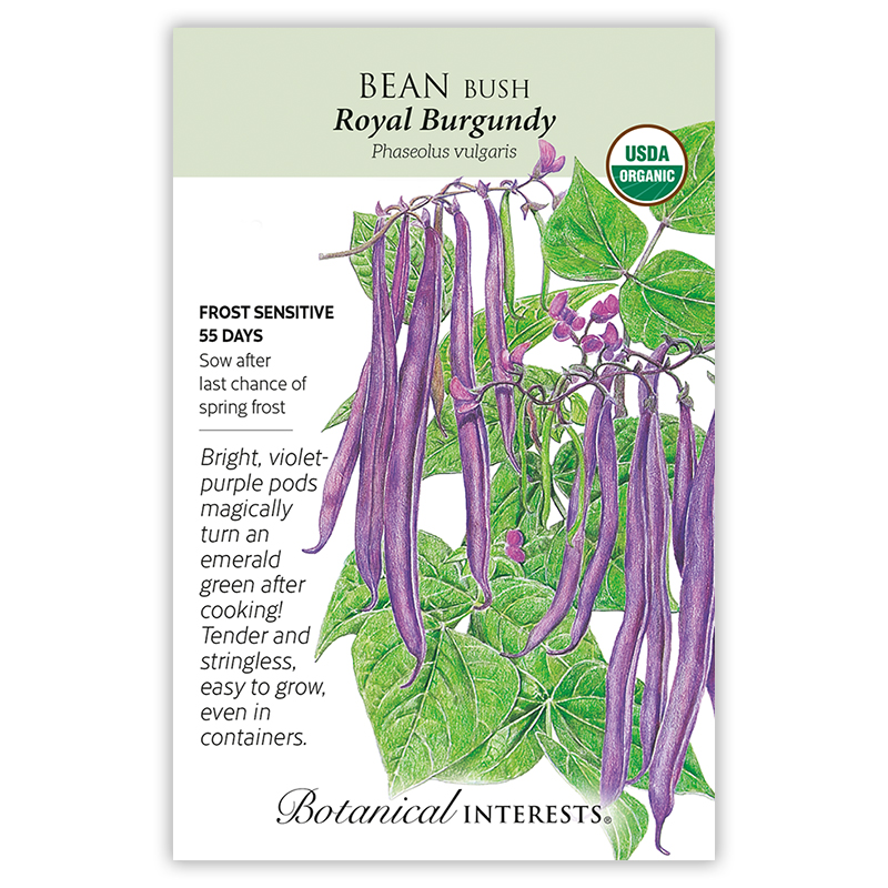 Royal Burgundy Bush Bean Seeds view 4