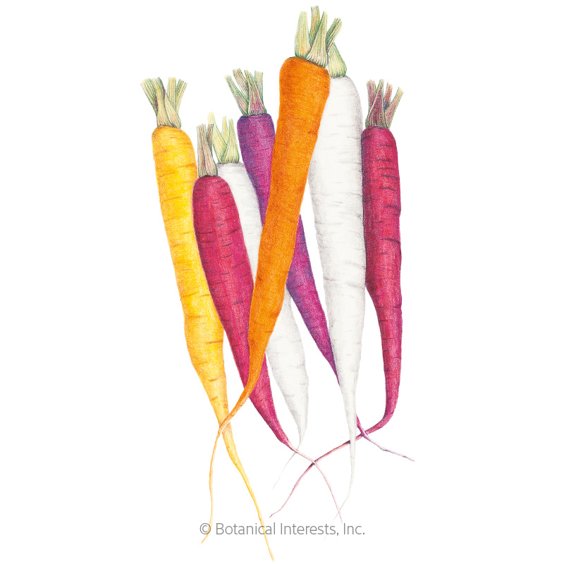 Carnival Blend Carrot Seeds     