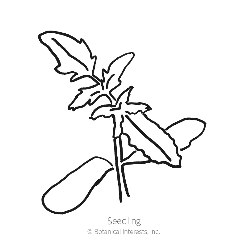 Black Krim Pole Tomato Seeds     view 2
