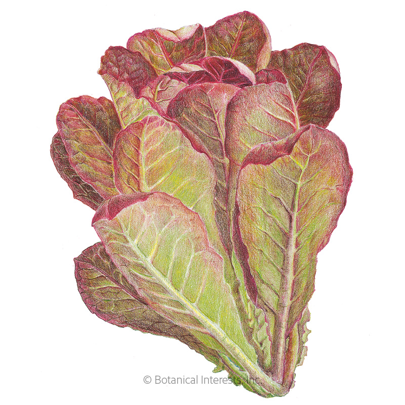 Rouge d'Hiver Romaine Lettuce Seeds view 1