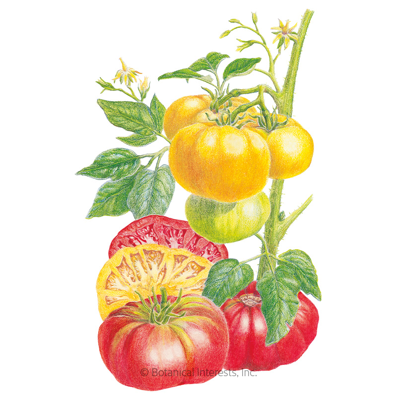 Brandywine Red & Yellow Blend Pole Tomato Seeds  