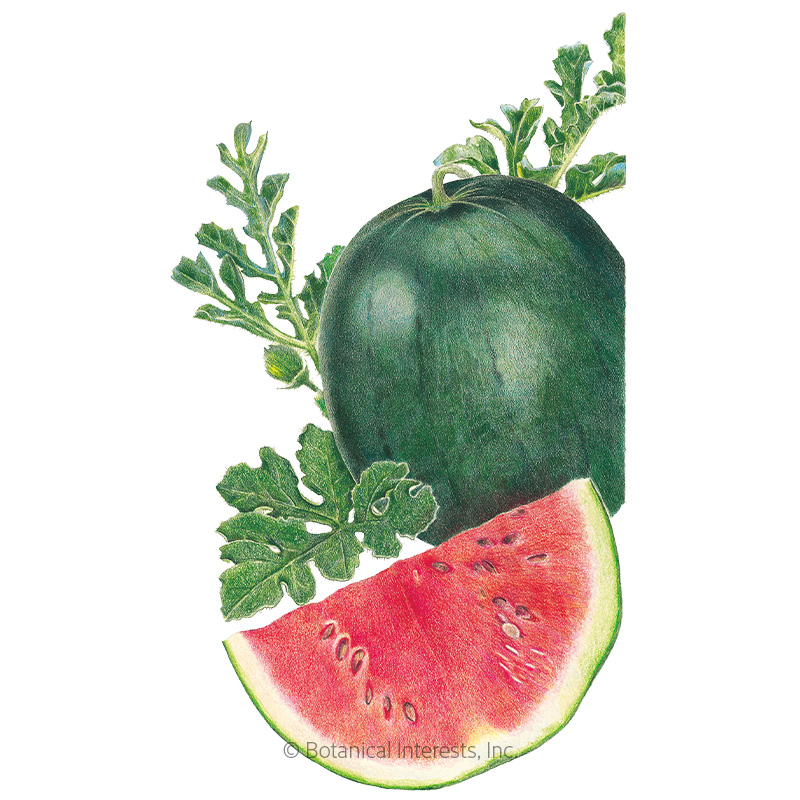 Sugar Baby Watermelon Seeds     