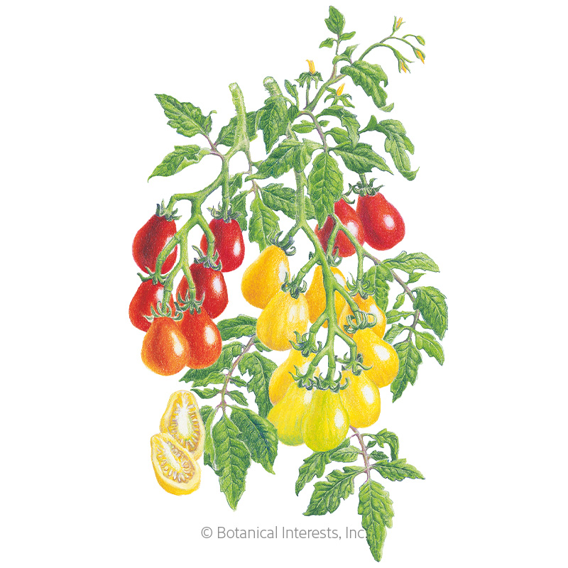 Red & Yellow Pear Blend Pole Cherry Tomato Seeds  view 1