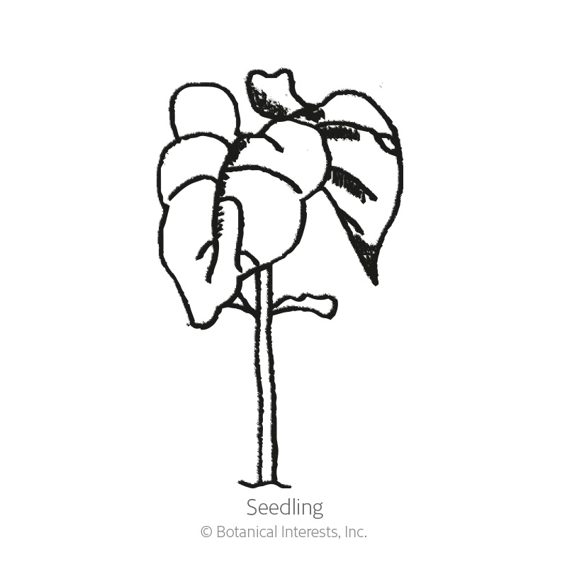 Gold Rush Bush Bean Seeds     view 2