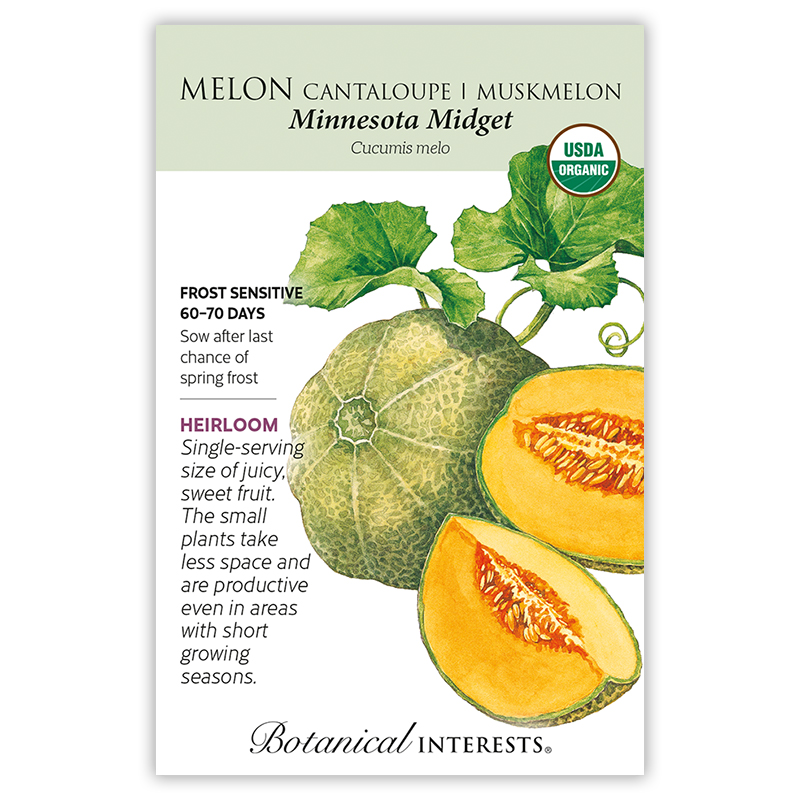 Minnesota Midget Cantaloupe/Muskmelon Melon Seeds     view 3