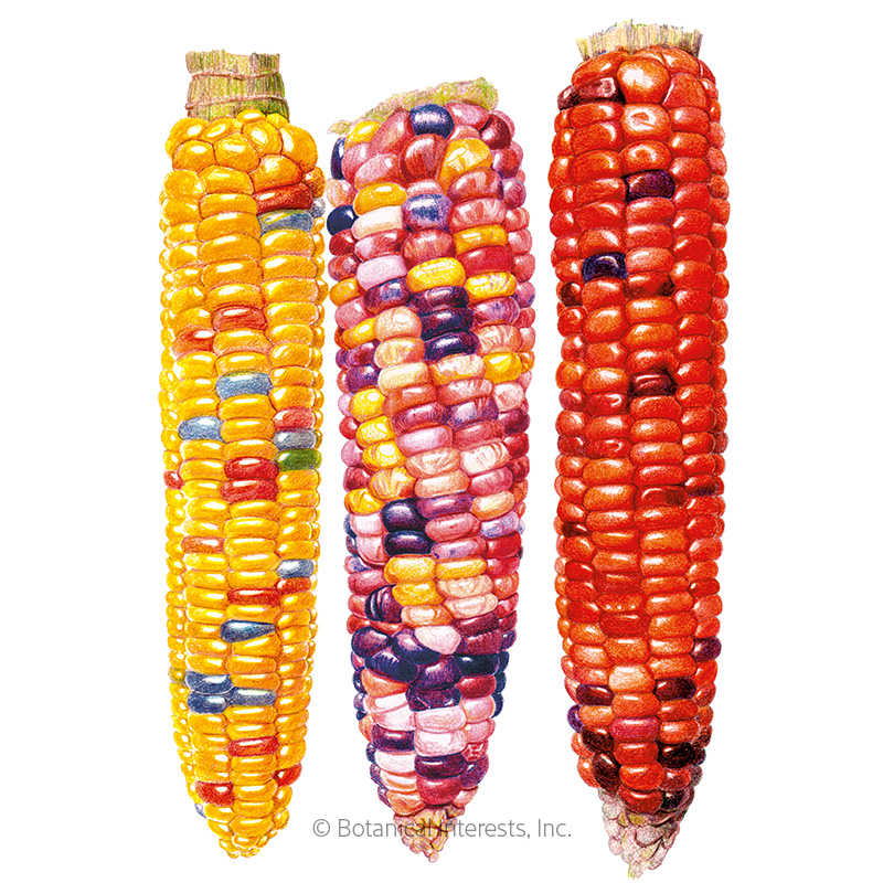 Painted Hill Sweet Corn Seeds    