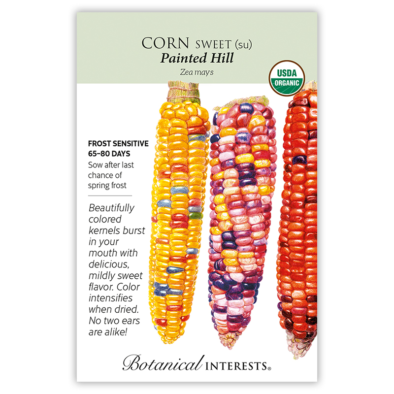 Painted Hill Sweet Corn Seeds     view 3