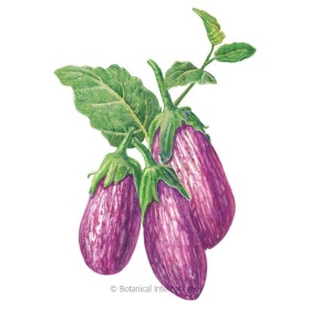 Listada de Gandia Eggplant Seeds      view 1