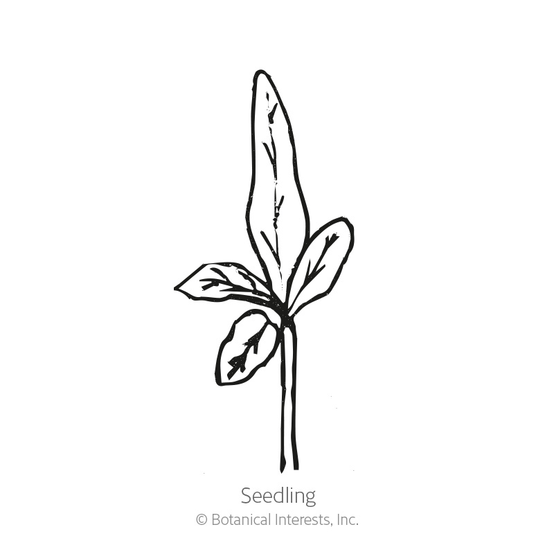 Listada de Gandia Eggplant Seeds      view 2