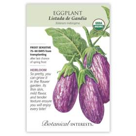 Listada de Gandia Eggplant Seeds      view 3