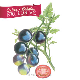 Indigo Rose Pole Cherry Tomato Seeds     - Online Exclusive