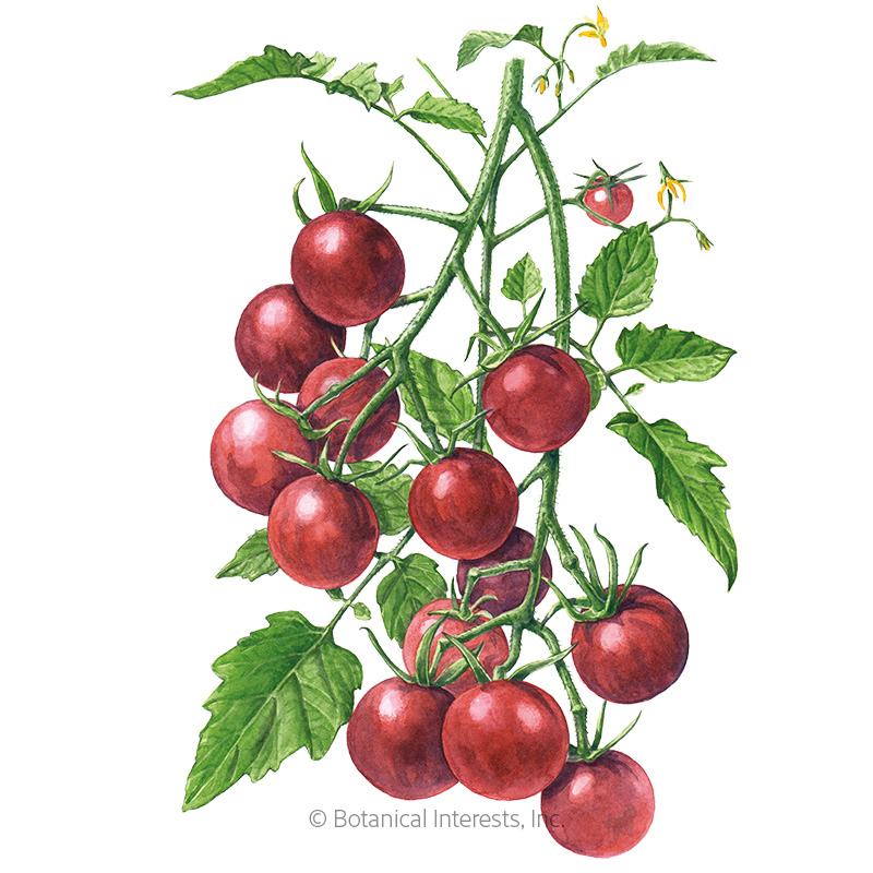Chocolate Cherry Pole Cherry Tomato Seeds    