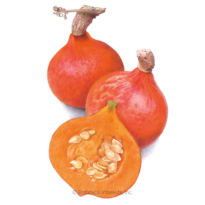 Red Kuri Winter Squash Seeds    view 1