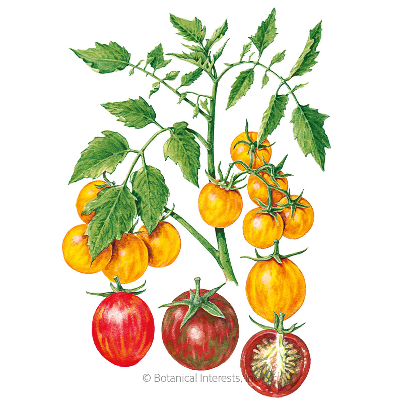 Artisan Bumble Bee Blend Pole Cherry Tomato Seeds  