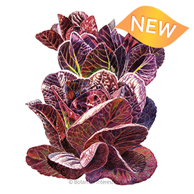 Truchas Mini-Romaine Lettuce Seeds view 1