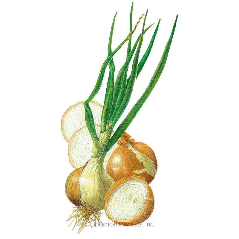 Walla Walla Bulb Onion Seeds     view 1