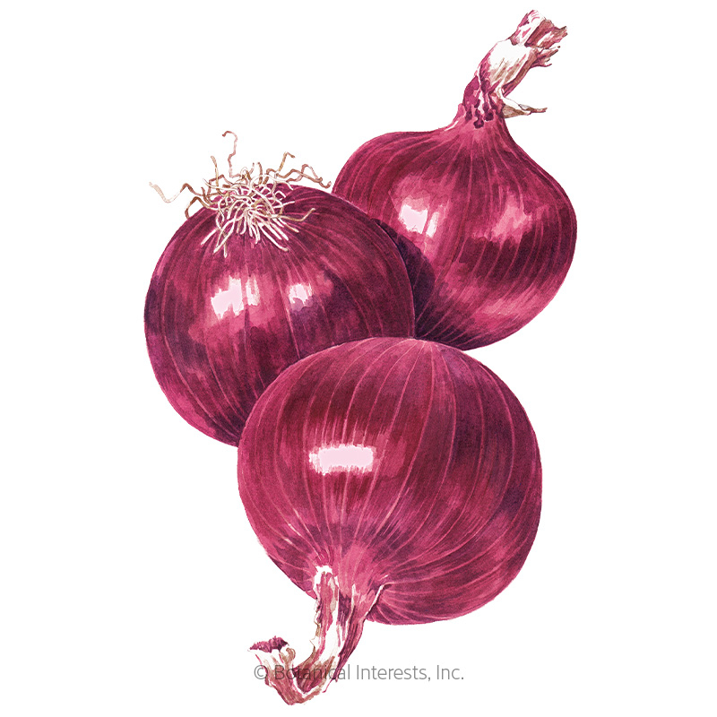 Cabernet Bulb Onion Seeds     