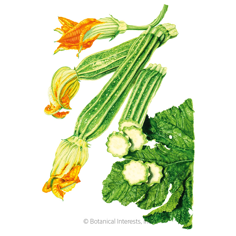 Costata Romanesco Summer Squash Seeds    