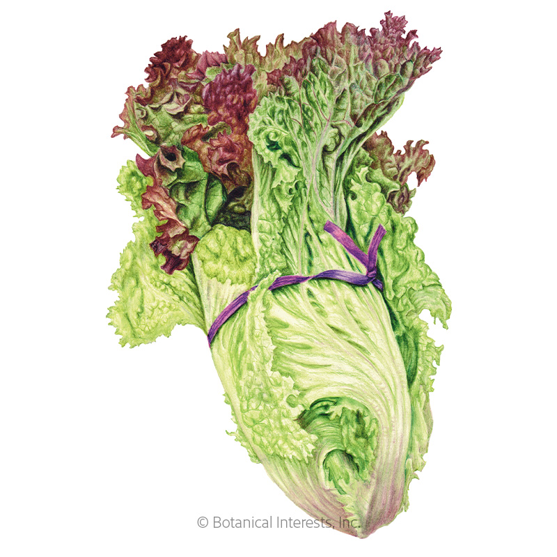 New Red Fire Leaf Lettuce Seeds    view 1