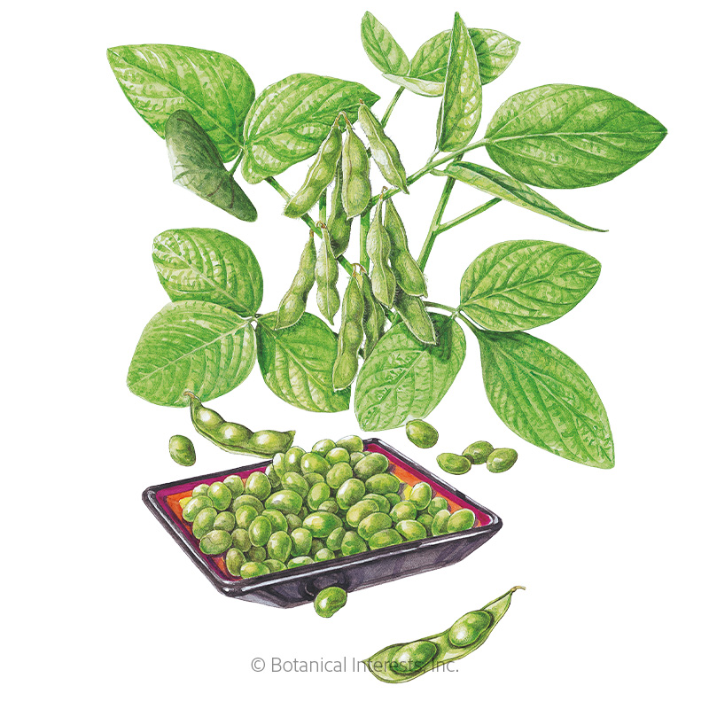 Chiba Green Edamame Seeds     