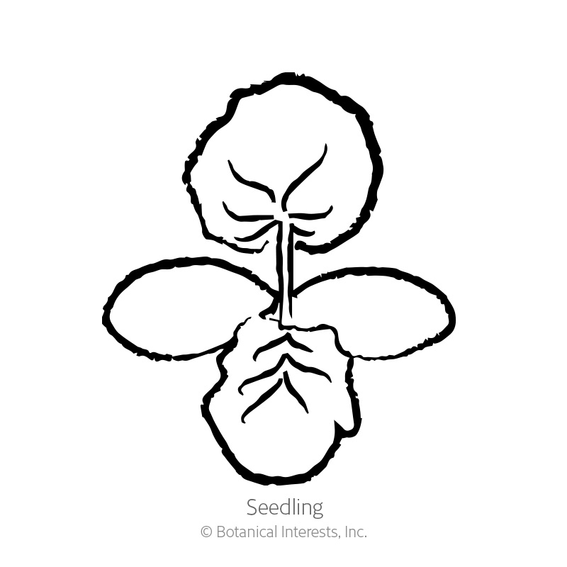 Honeynut Winter Squash Seeds     view 2