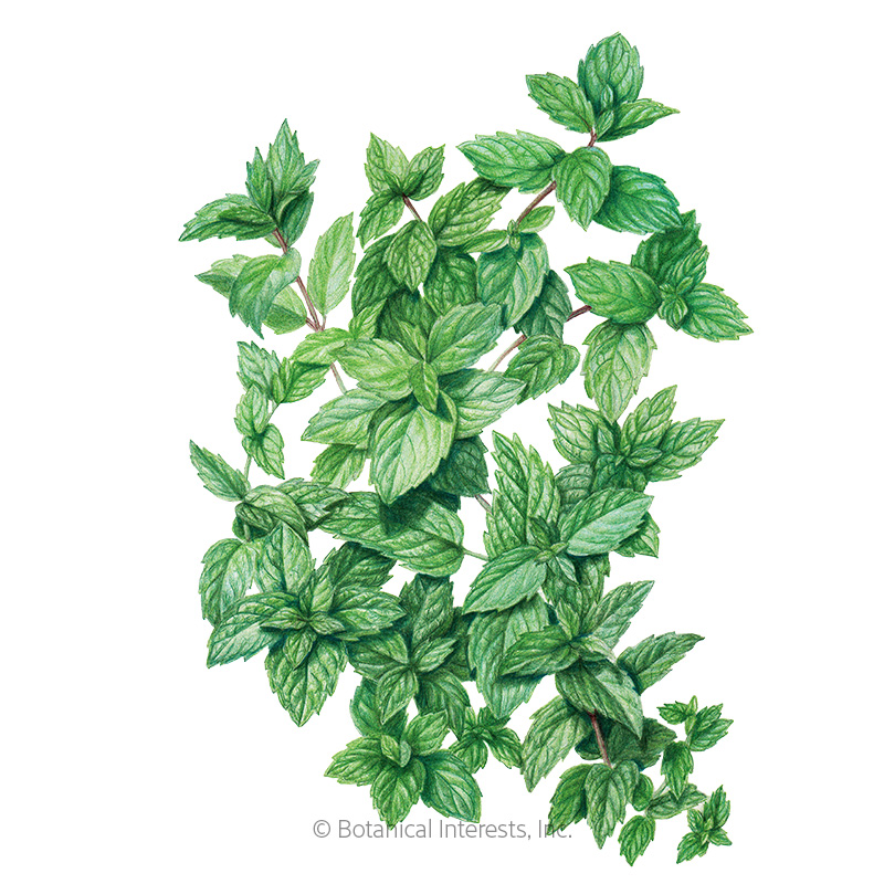Common Mint Seeds      