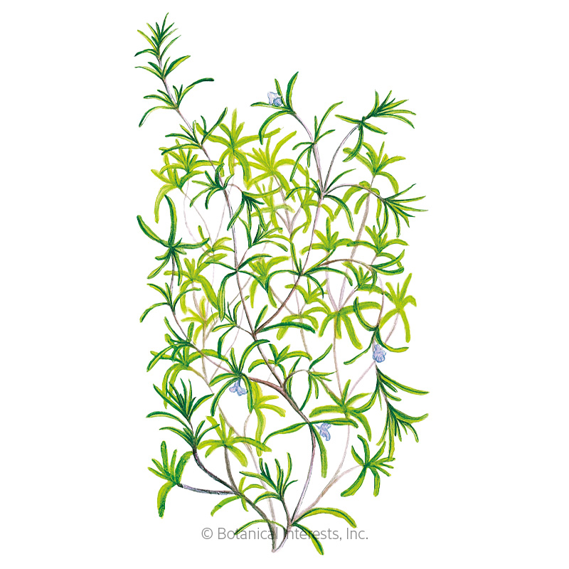 Summer Savory Seeds       view 1