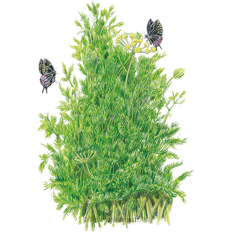 Tetra Dill Seeds      