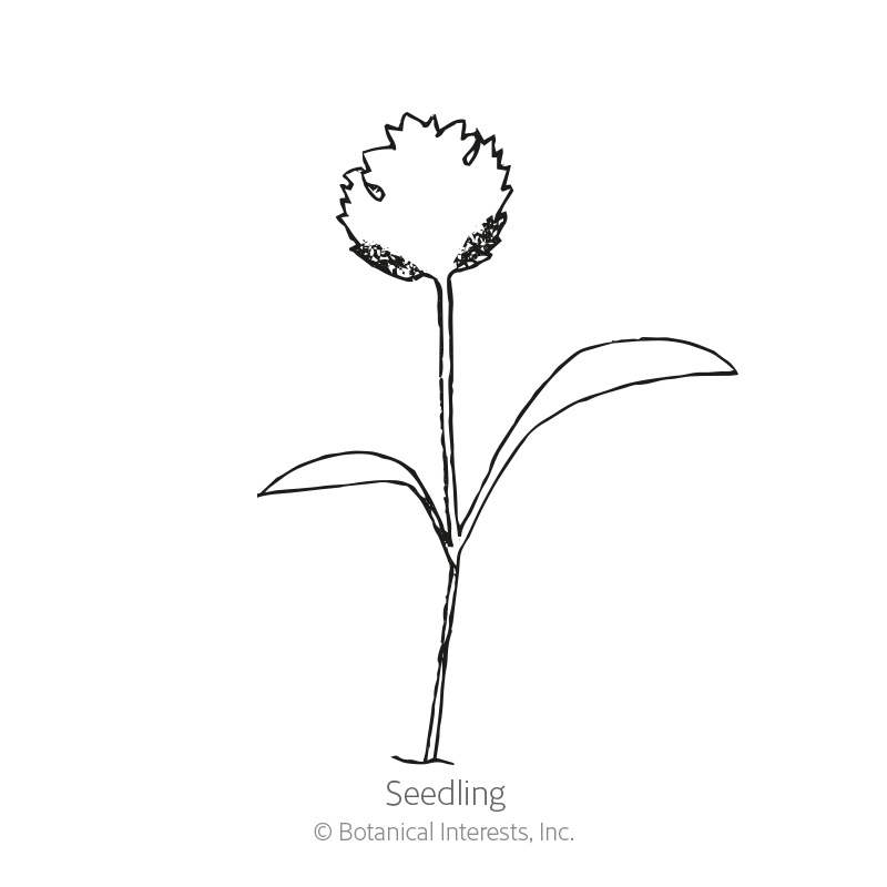 Long Standing Cilantro/Coriander  Seeds     view 2