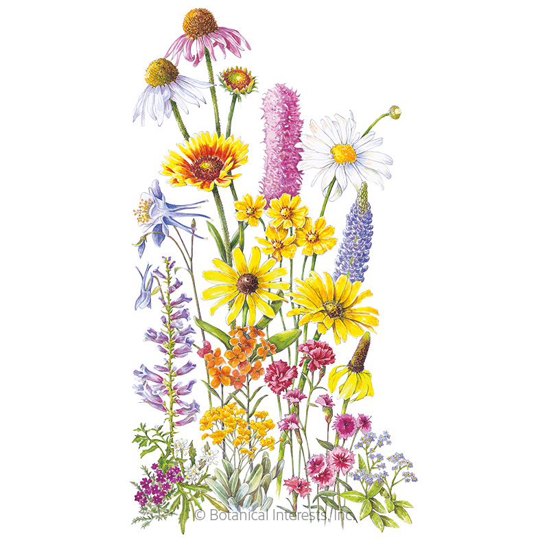 Perennial Bloom Flower Mix Seeds    