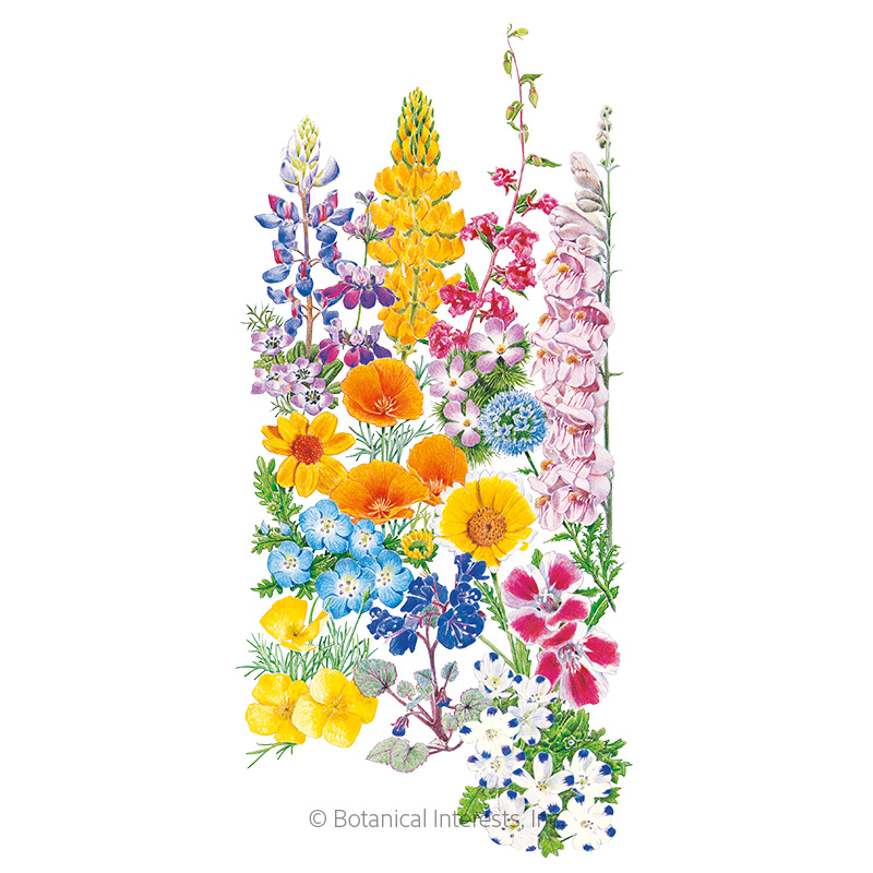 California Color Flower Mix Seeds    