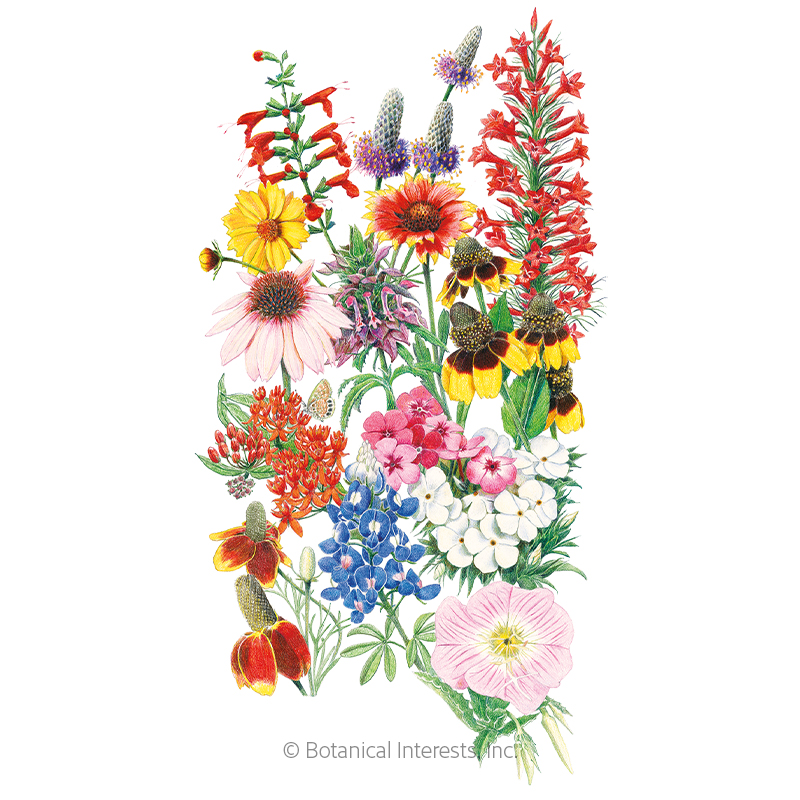 Southern Hills and Plains Flower Mix Seeds   view 1